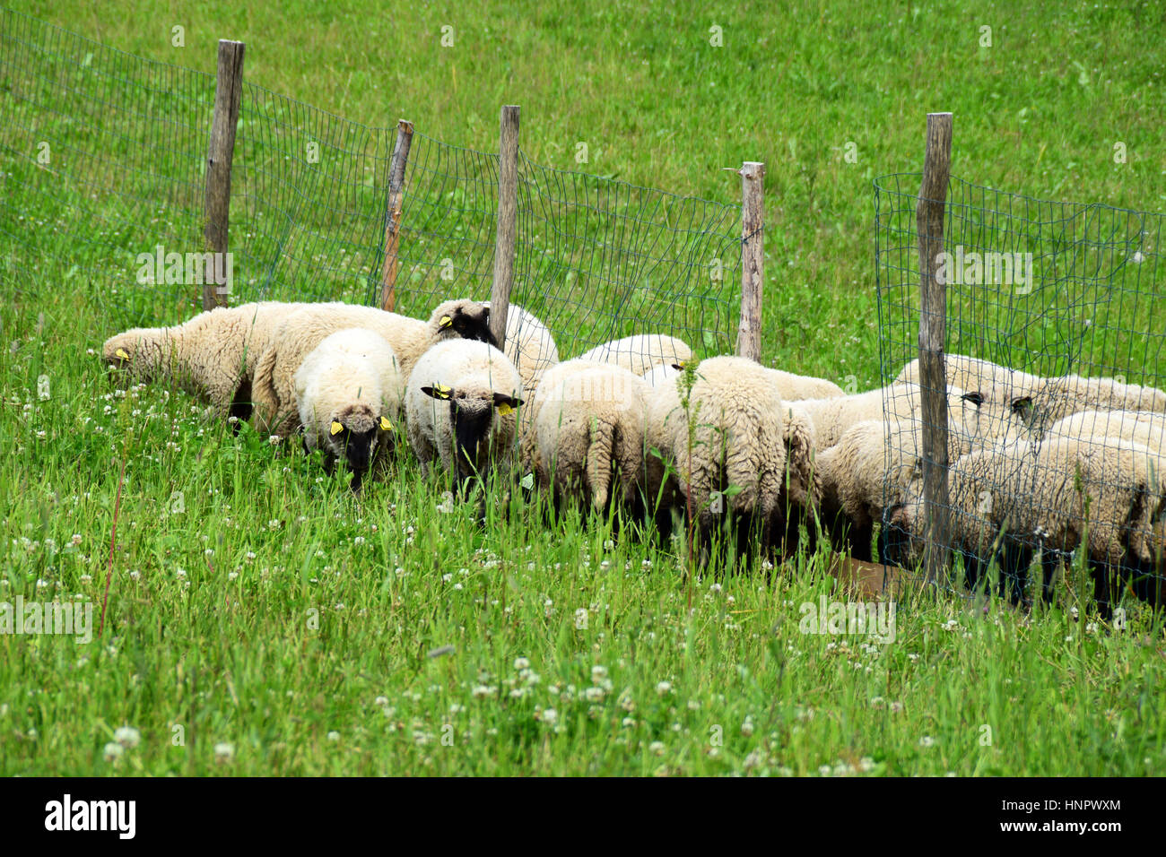 Eine Herde Schafe auf der Weide. Stockfoto