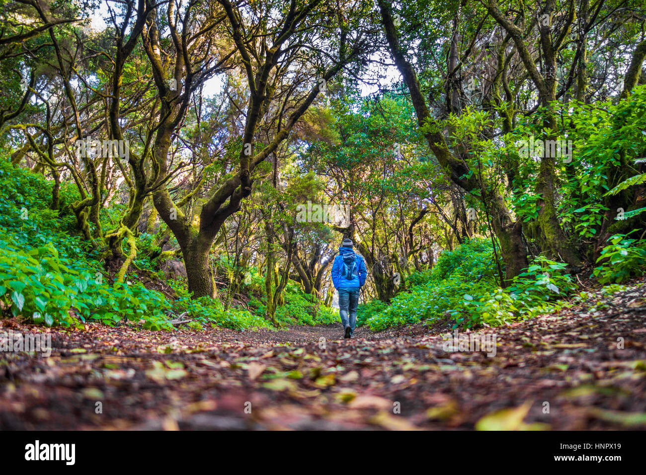 Niedrigen Winkel Ansicht von männlichen Touristen Wandern durch mystische Wald von uralten Bäumen auf der schönen Insel El Hierro in Sommer, Kanarische Inseln, Spanien Stockfoto