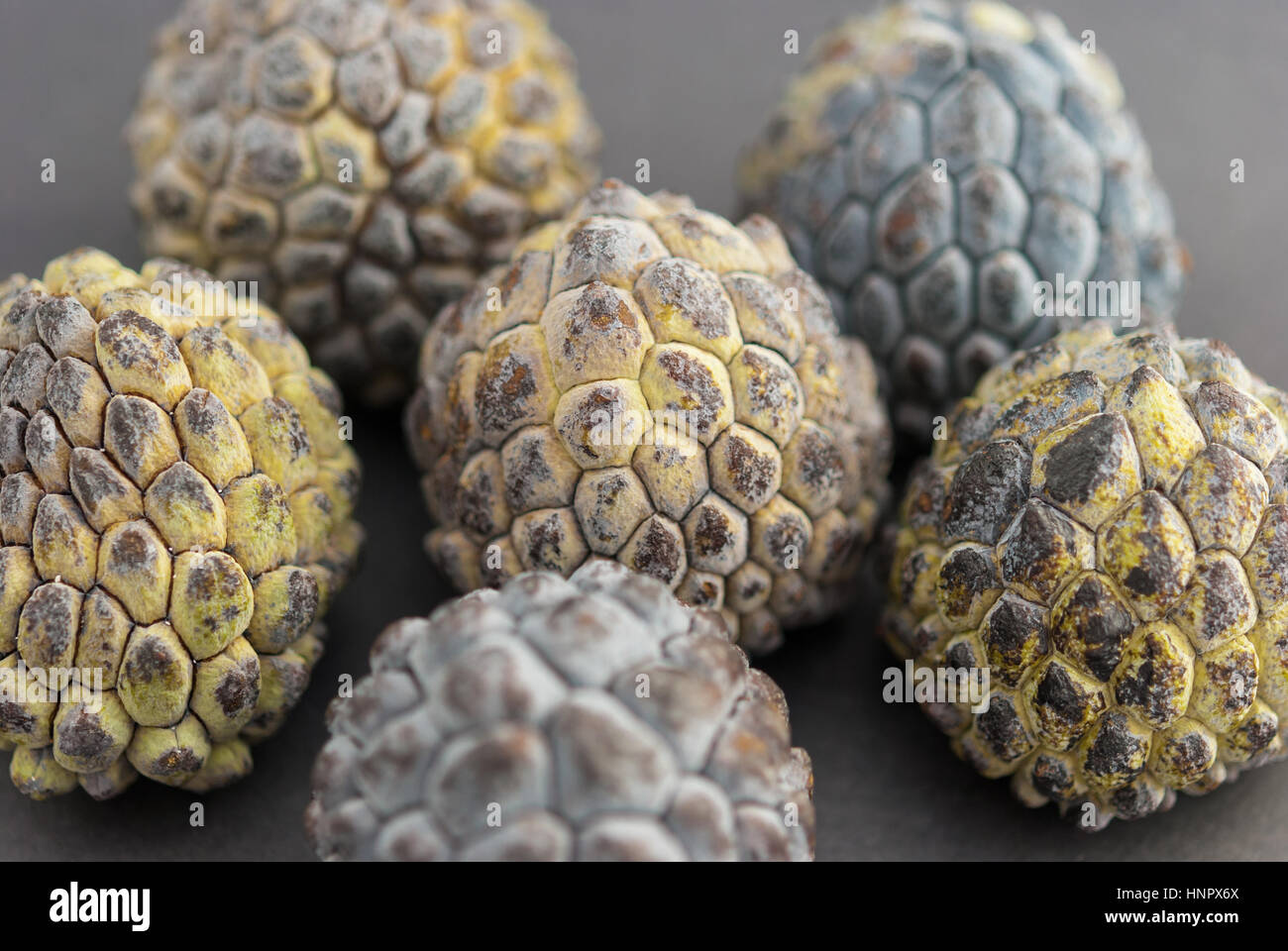 Zucker (von Apple oder Cherimoya cherimoya) auf schwarzem Hintergrund closeup Stockfoto