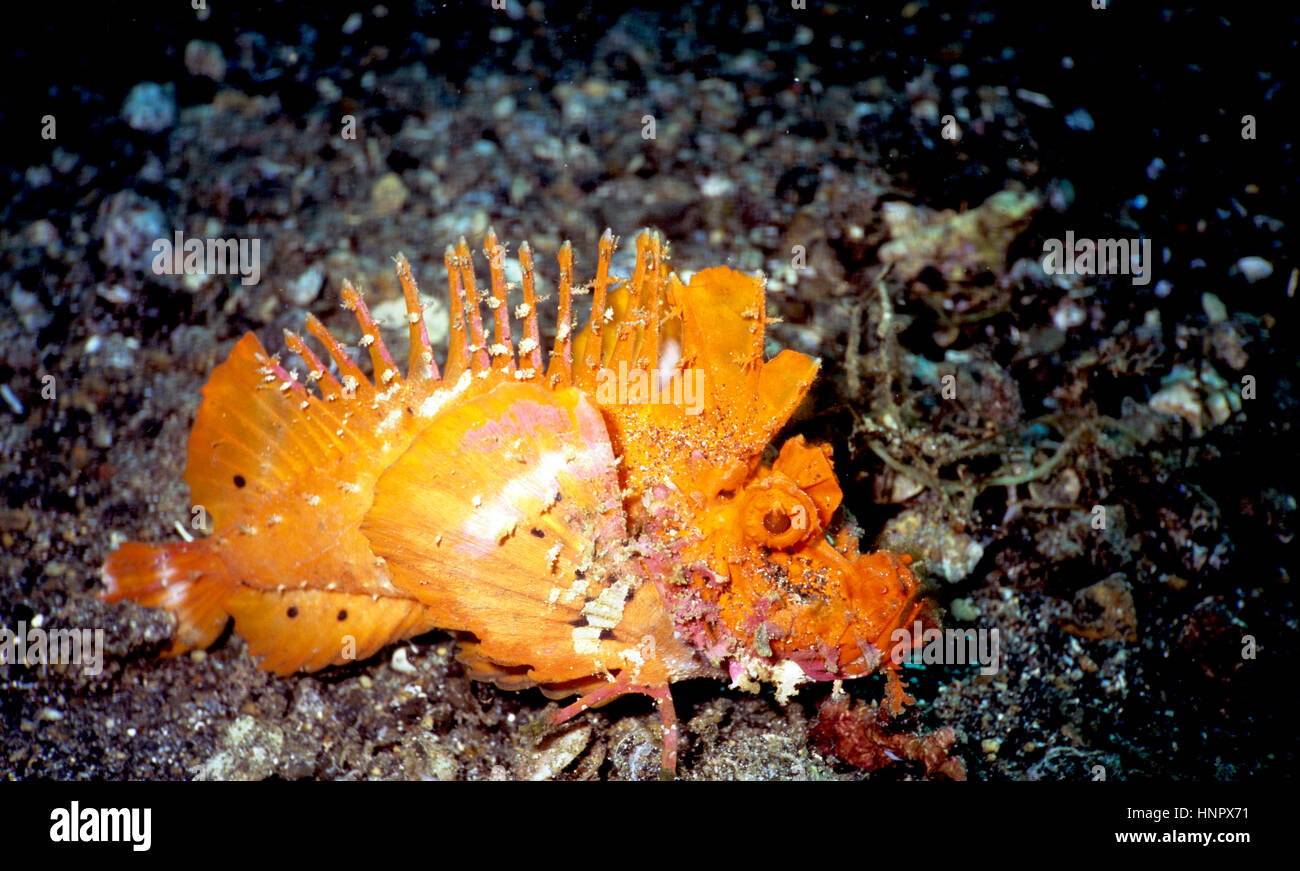 Die giftigen Dämon Stinger oder stacheligen Devilfish (Inimicus Didactylus) verdient seine beeindruckend furchterregenden Namen. Es kann Schmerzen oder zum Tod führen. Indonesien. Stockfoto