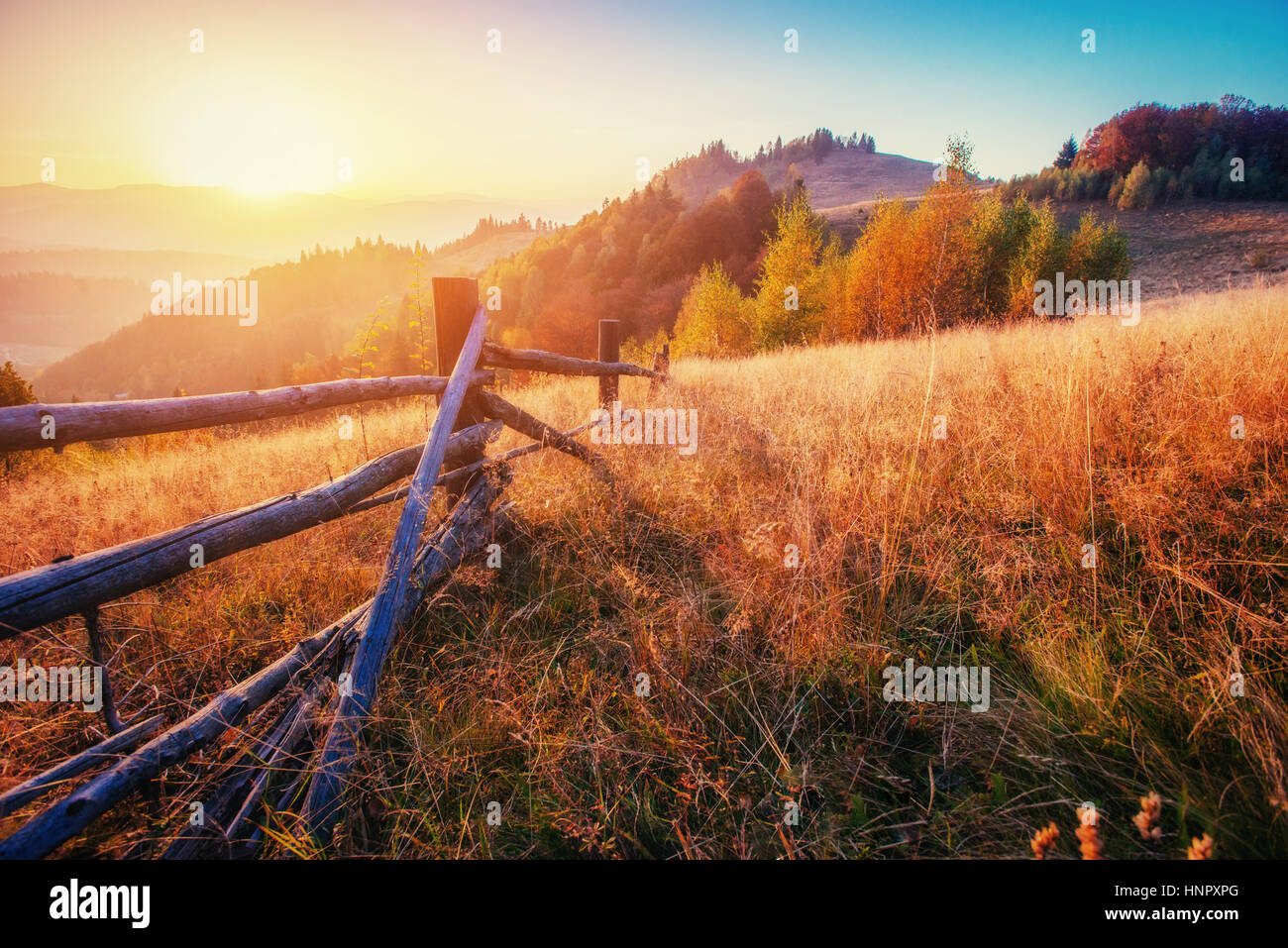 Birkenwald in sonnigen Nachmittag während der Herbstsaison. Stockfoto