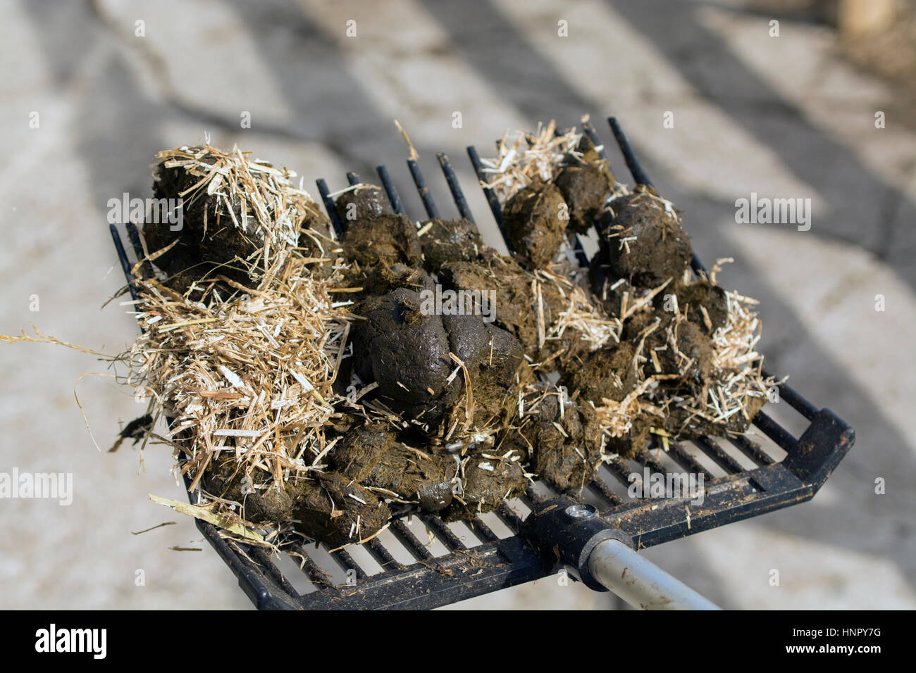 Reinigung, Pferdeställe mit einer Gabel einstechen. Yorkshire, Vereinigtes Königreich. Stockfoto