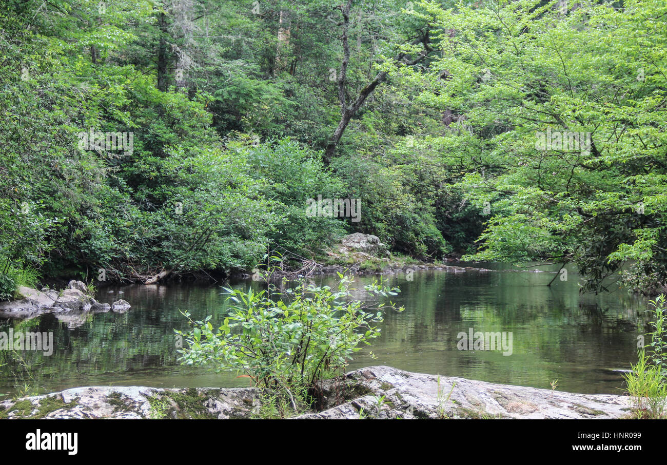 Bäume spiegeln sich in einem Gebirgsbach in Smoky Mountain National Park. Stockfoto