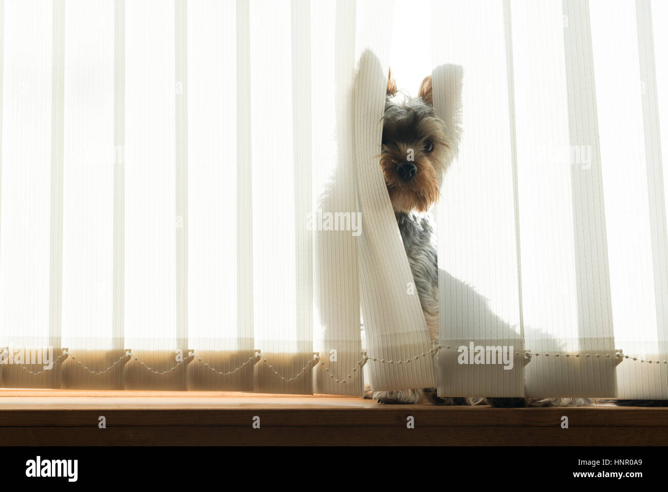 Hund spähte durch ein Fenster-bling Stockfoto