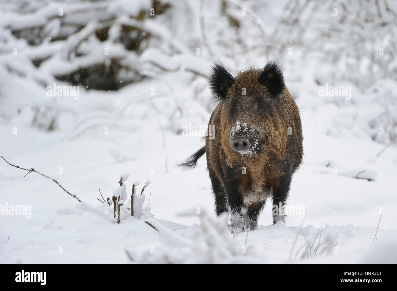 Wildschweine im Schnee, Winter, Frischlingen Wildschweine