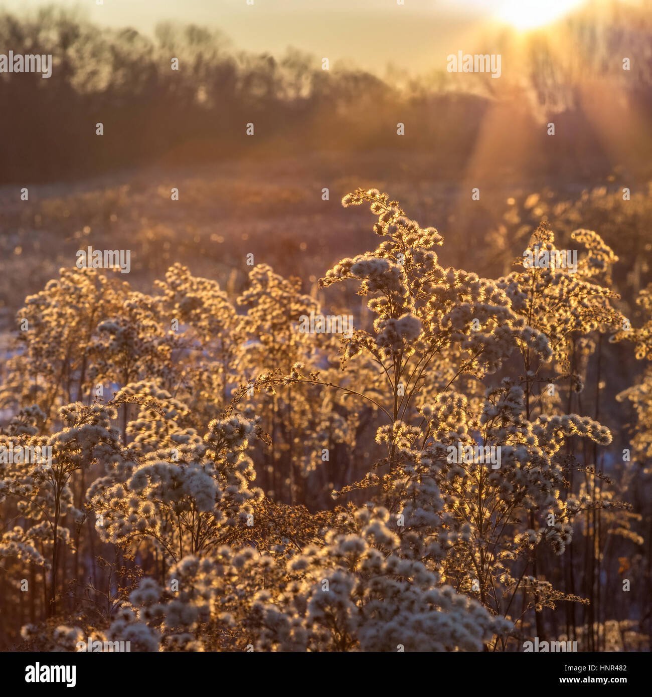 Pflanzen auf einem Feld im goldenen Glanz genommen an einem kalten winter morgens Sonnenaufgang - Ungarn Stockfoto
