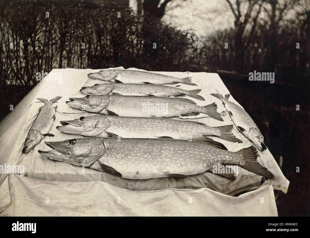 Archiv Bild - 1920er Jahre Studie von einer Beute von Hecht Angeln Stockfoto