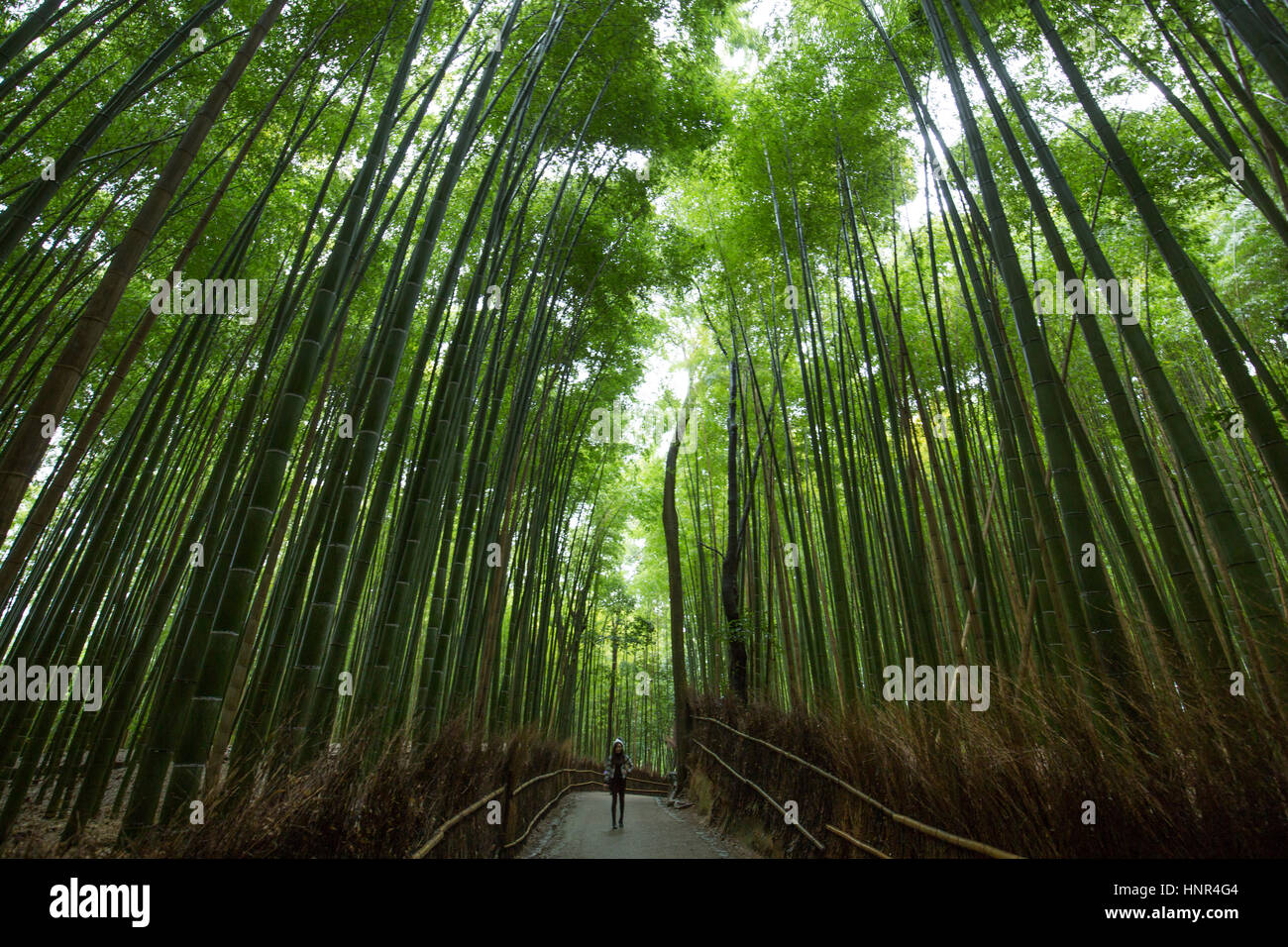 Arashiyama Bambushain, Kyoto, Japan Stockfoto