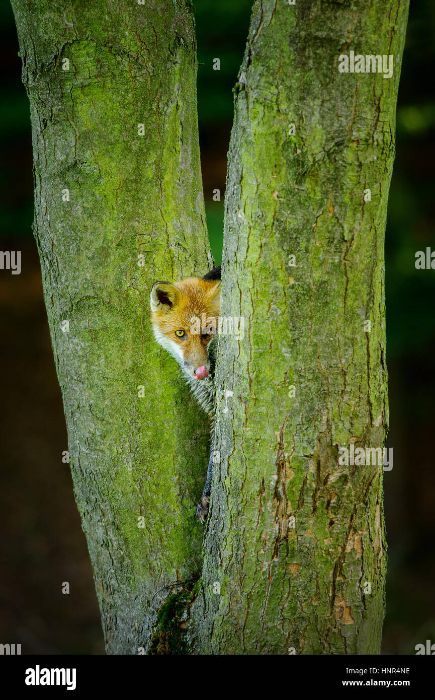 Rotfuchs aus Vorderansicht lecken sich während versteckt zwischen zwei Baumstämmen Stockfoto