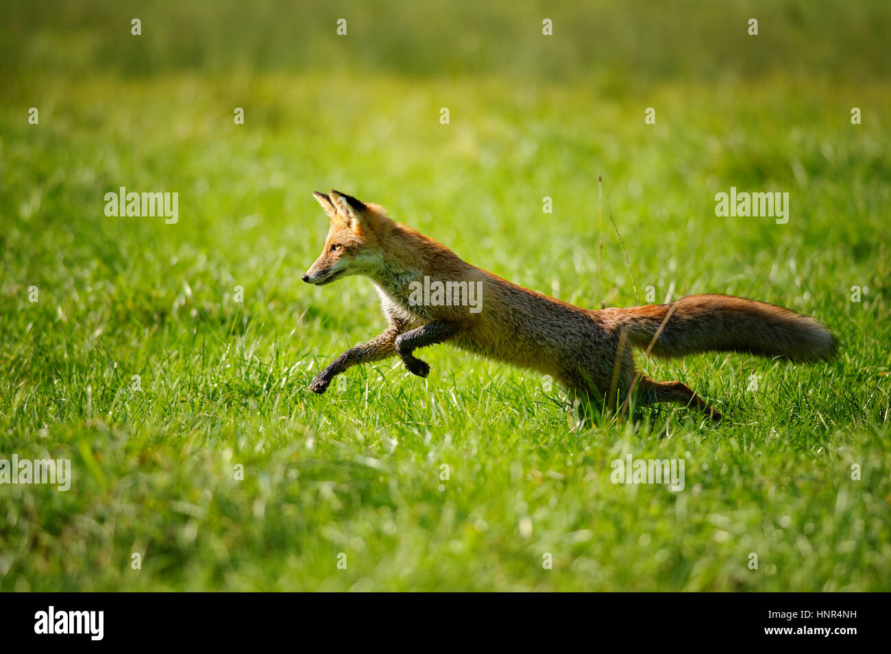 Rotfuchs springen und Runing im grünen Rasen von Seite anzeigen Stockfoto