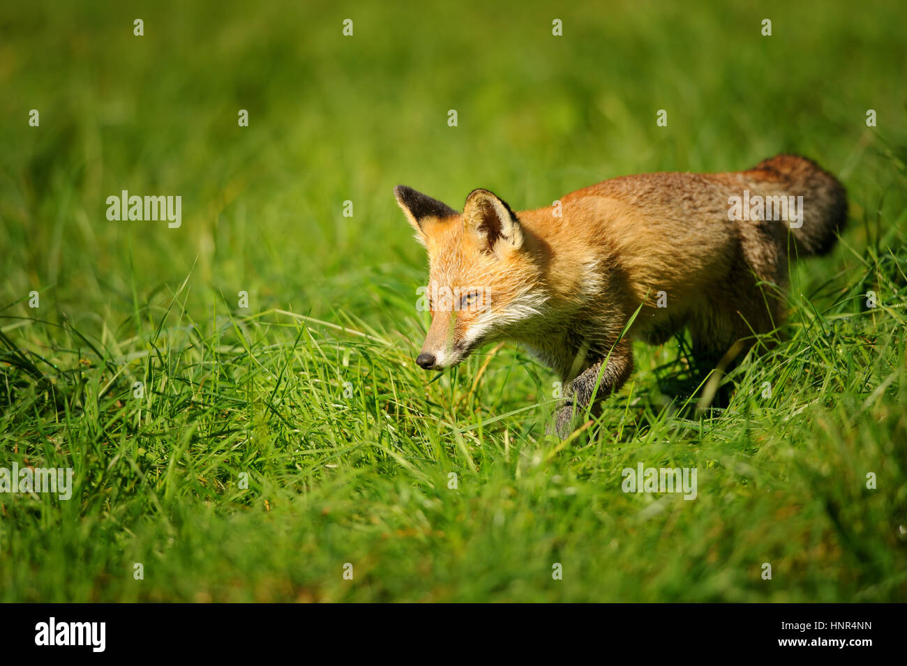 Red Fox zu Fuß in grün und schnüffeln herum Stockfoto