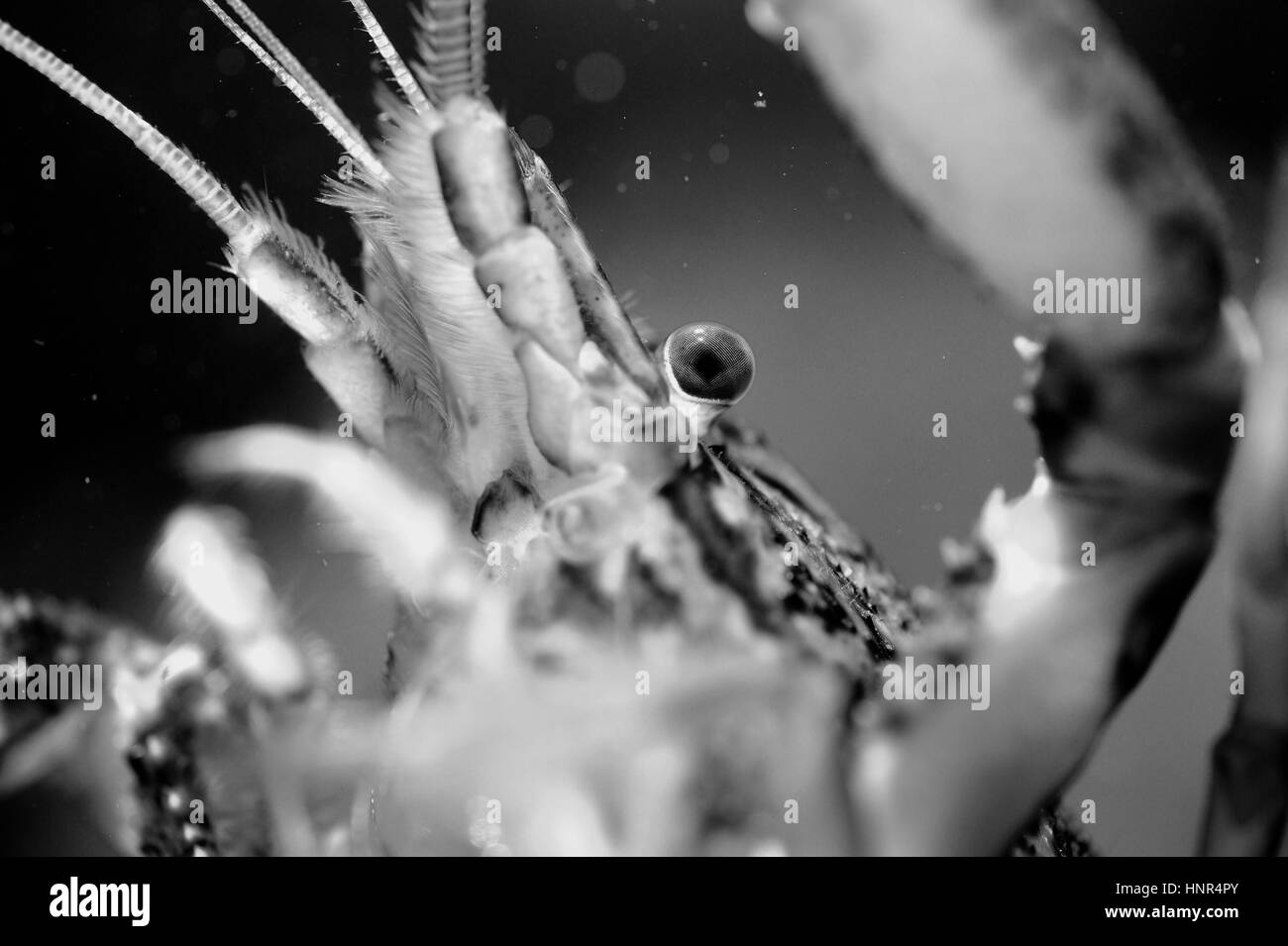 Kopf-Detail der Krebse mit Antennen und Beine in schwarz / weiß Stockfoto