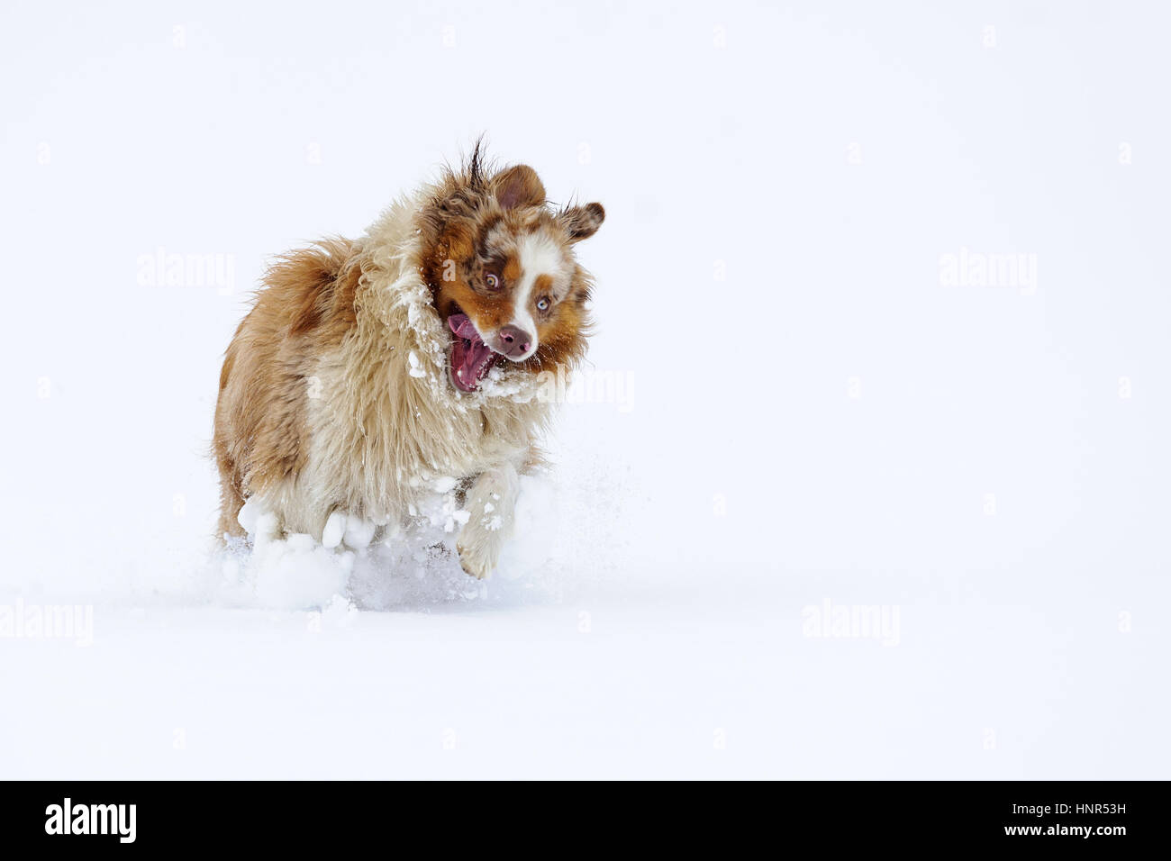 Australian Shepherd mit verrückten Look während Spiels auf schneebedecktes Feld Stockfoto