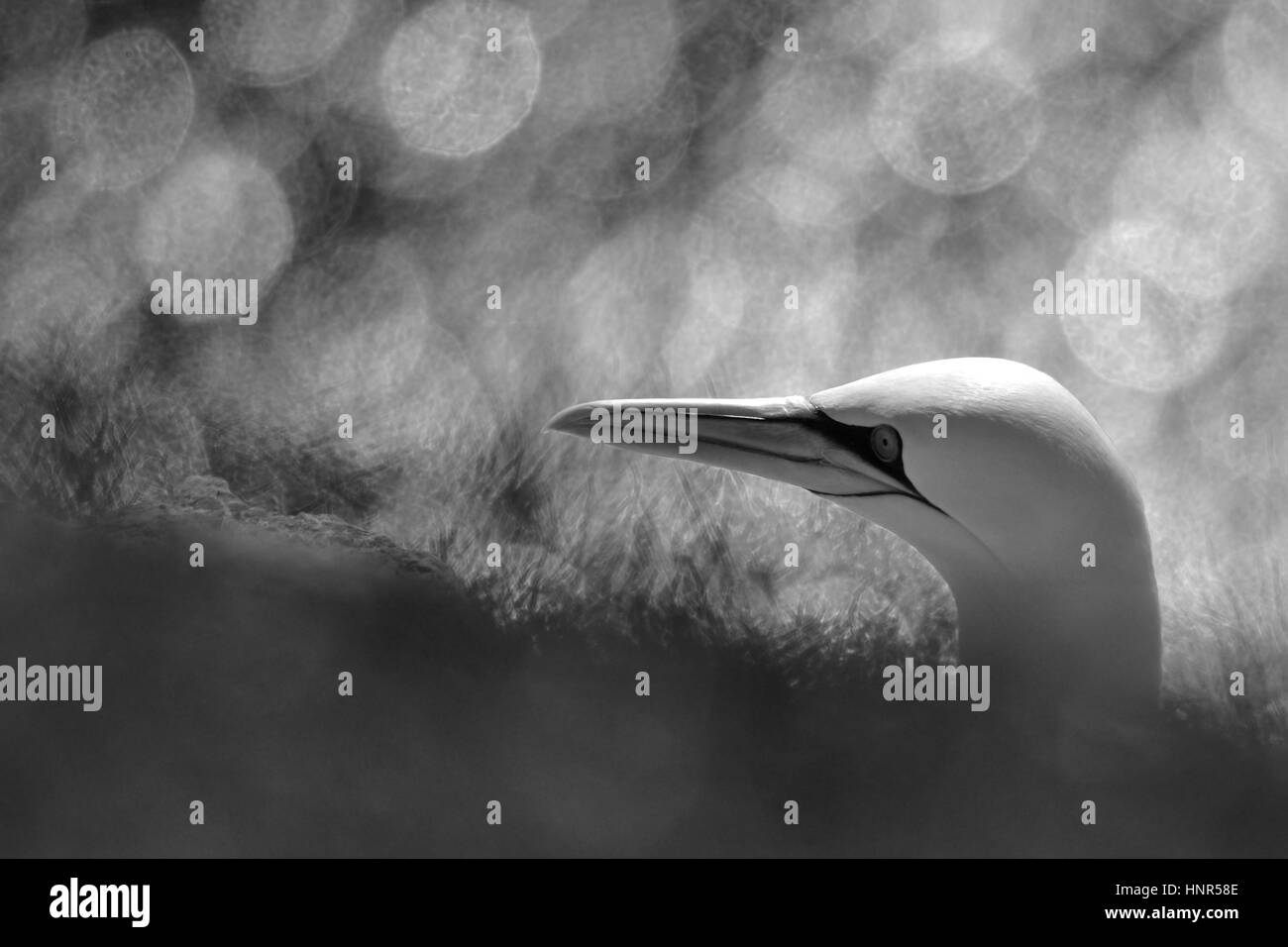 Verträumte Basstölpel Stockfoto