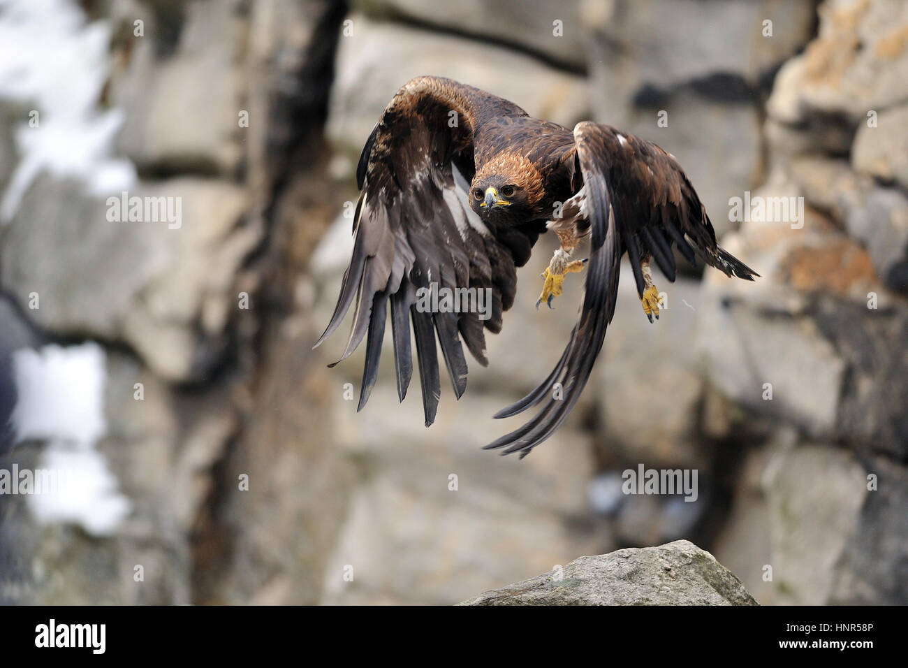 Golden Eagle fliegen Betwwen Felsen in der Nähe von Steinen mit majestätischen Flügel position Stockfoto