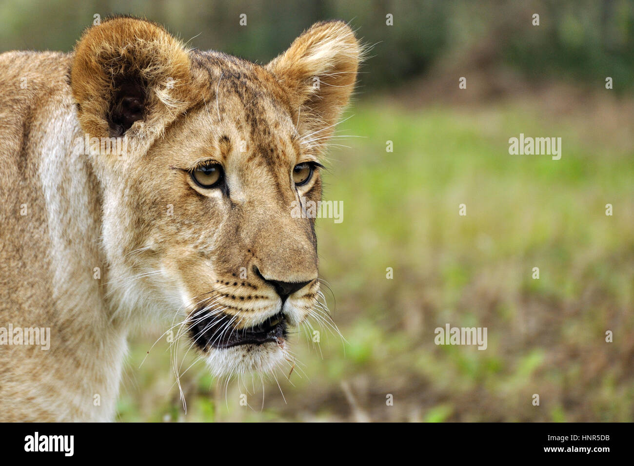 Löwin auf Savanne Stockfoto