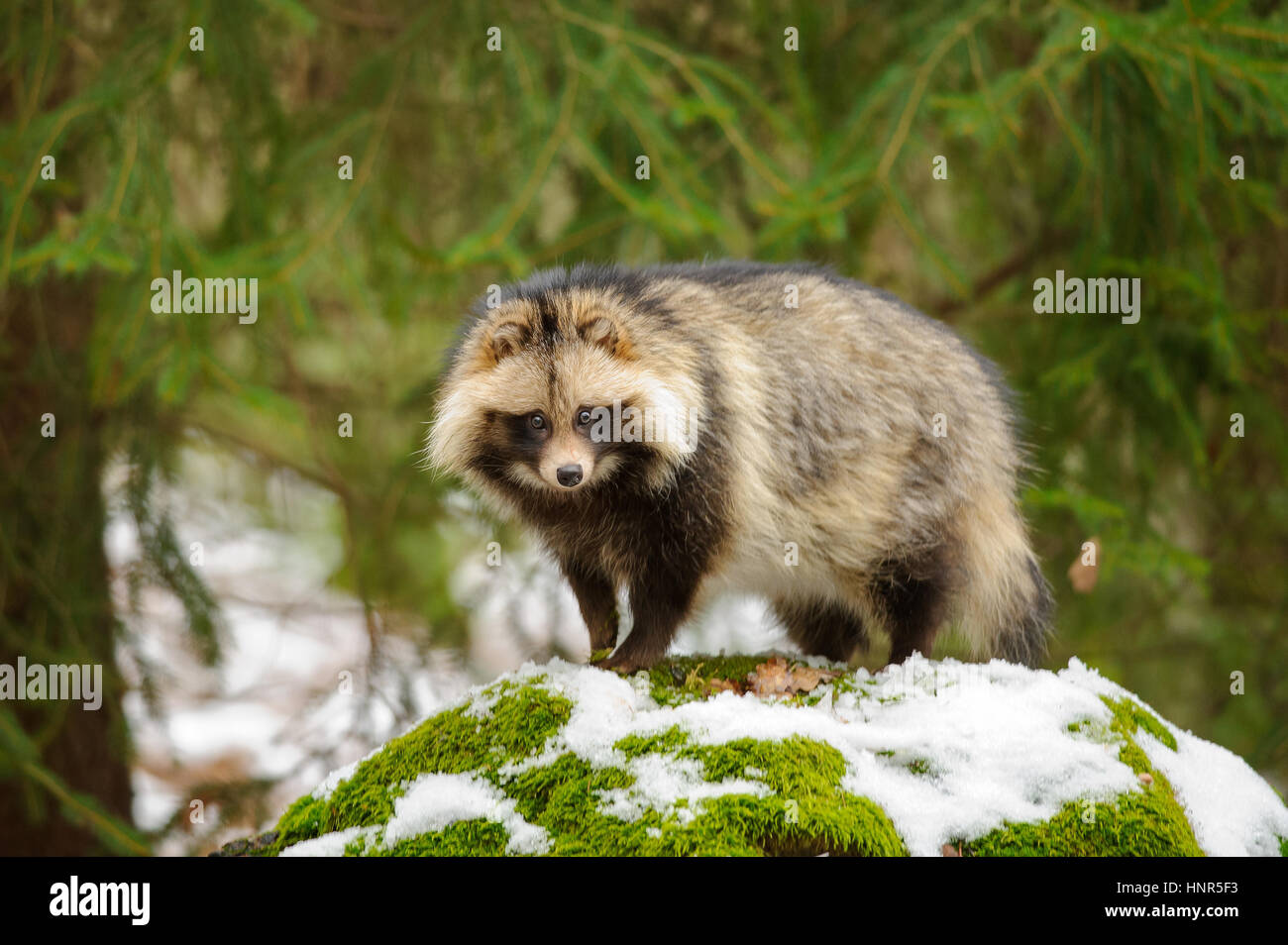 Marderhund, Wandern im Winterwald Stockfoto