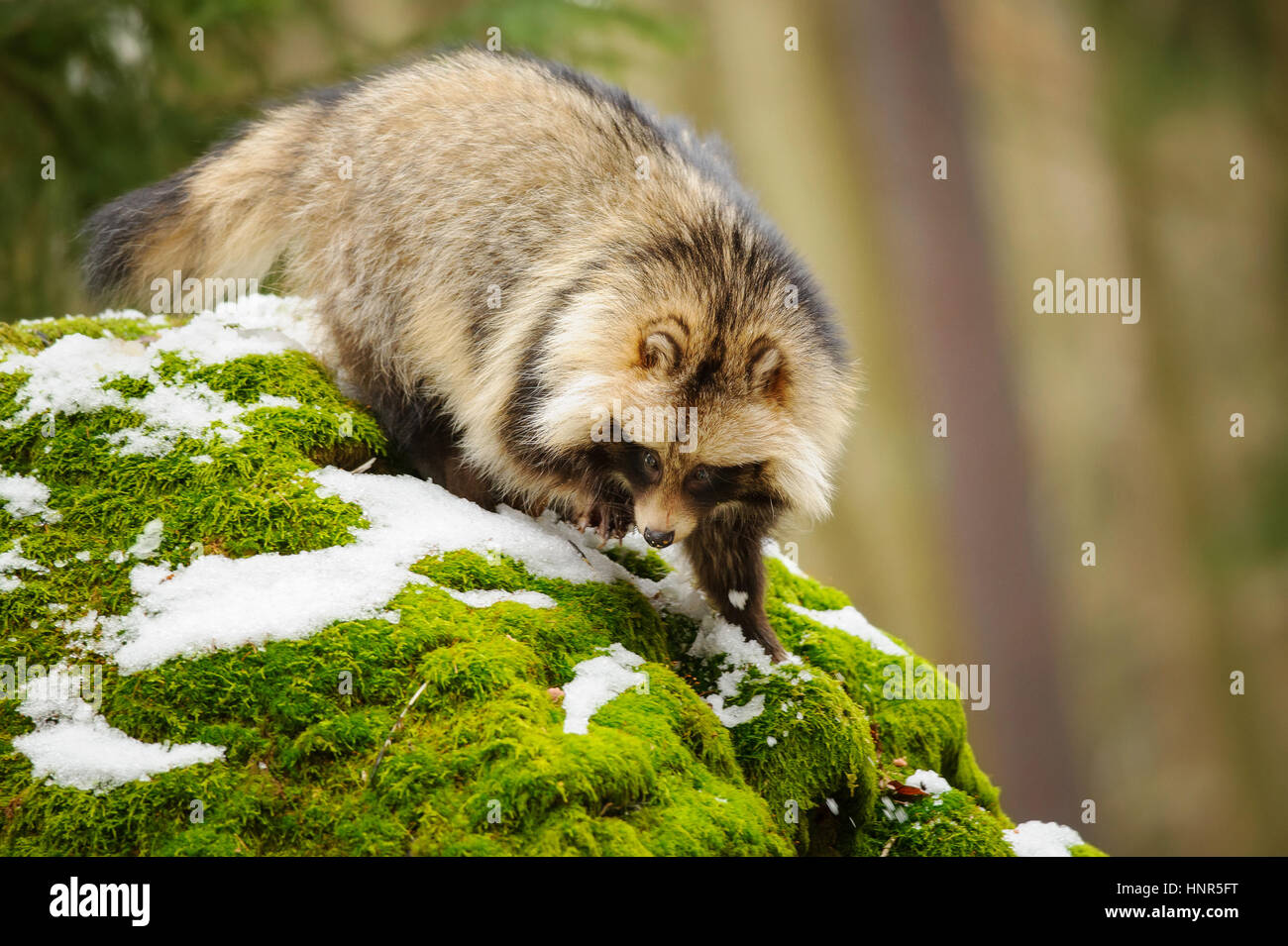 Marderhund, Wandern im Winterwald Stockfoto