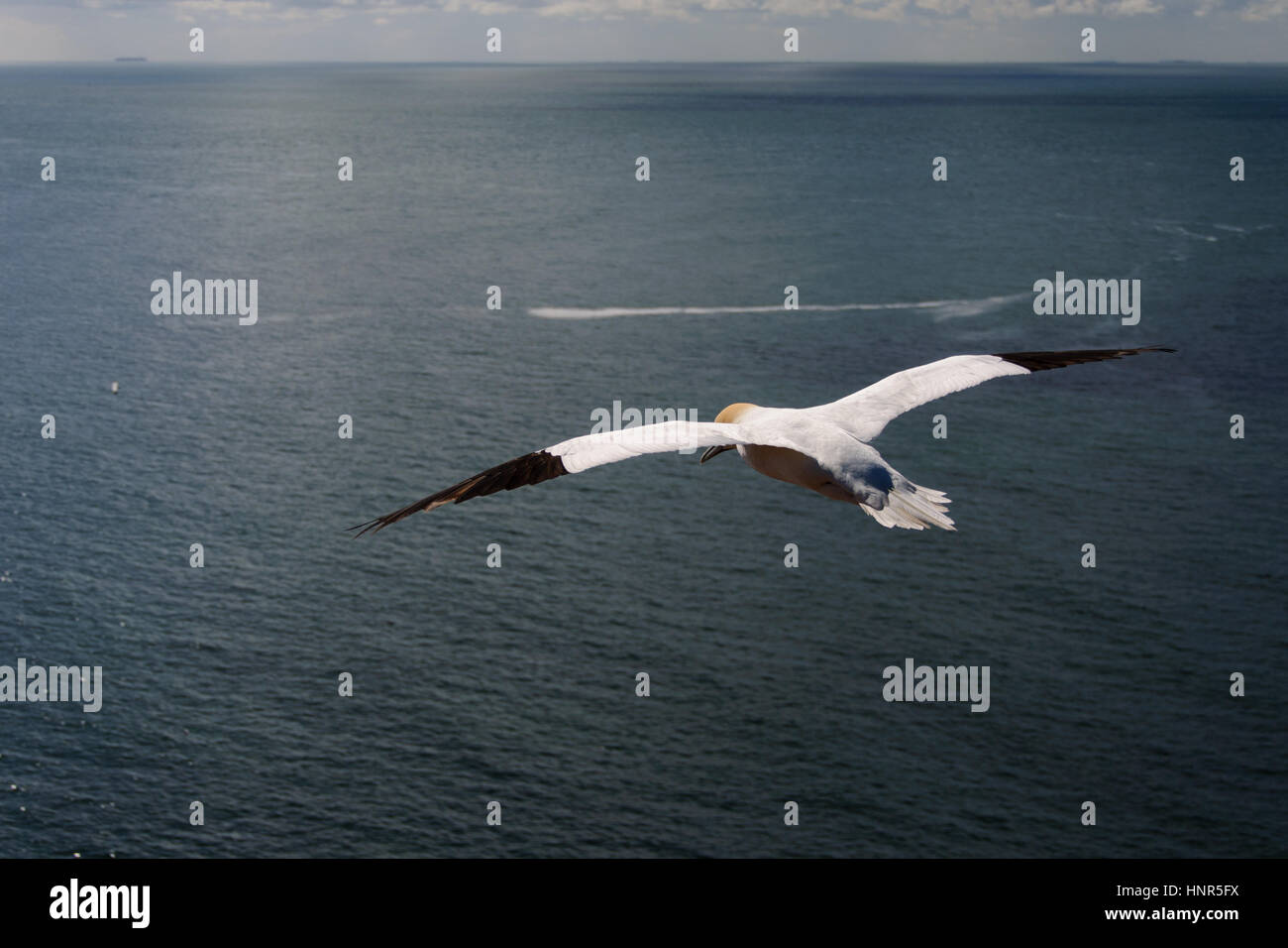 Basstölpel fliegen als Symbol der Freiheit über blaue wellenförmige Ozean Stockfoto