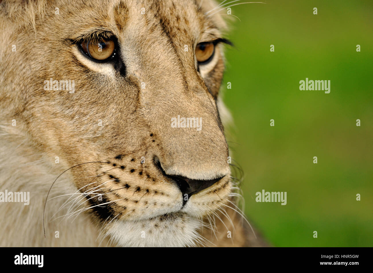 Lion Nahaufnahme Gesicht Datil auf grünem Hintergrund. Stockfoto