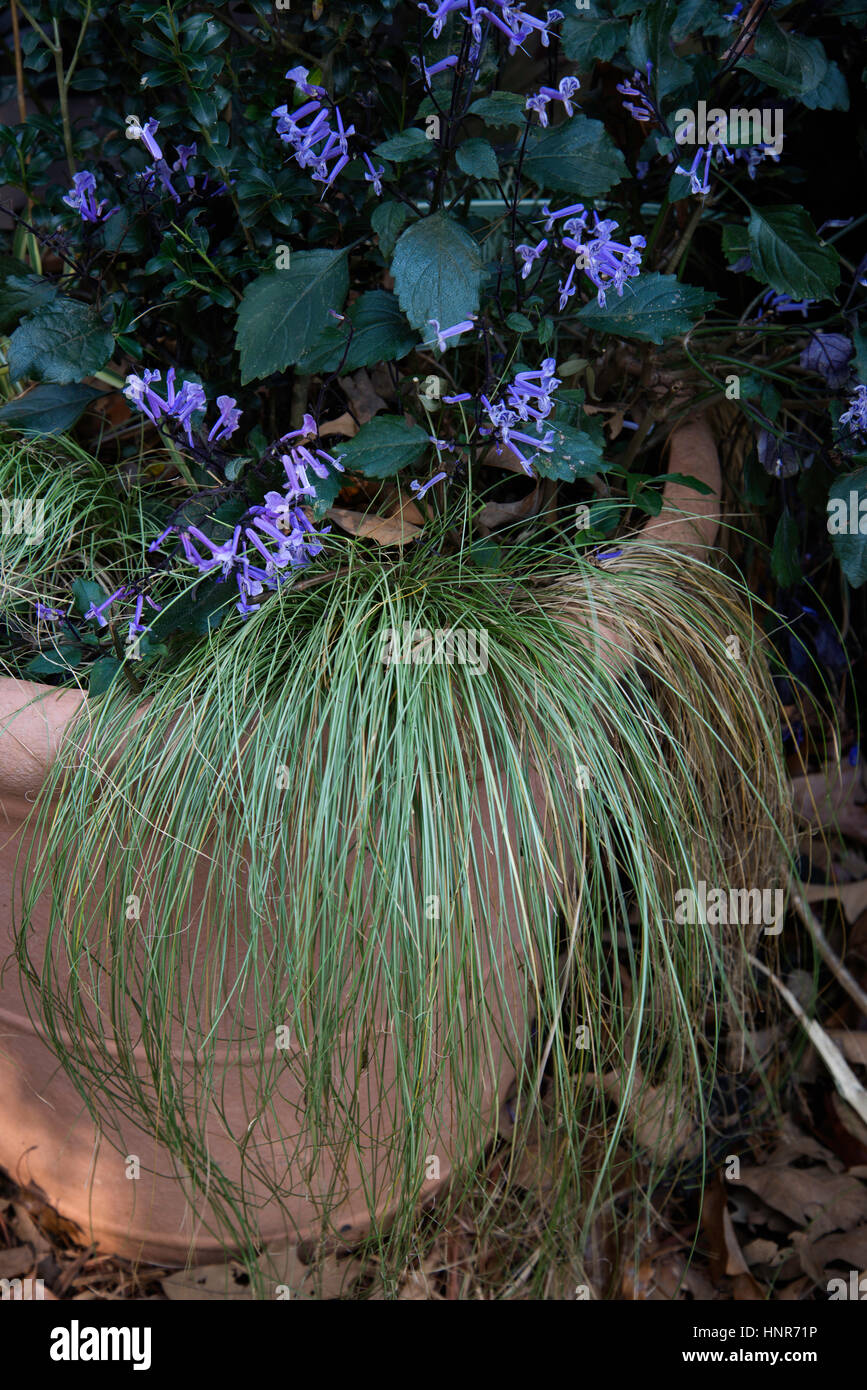 Container mit Carex "Amazon Nebel" und Plectranthus, Stockfoto