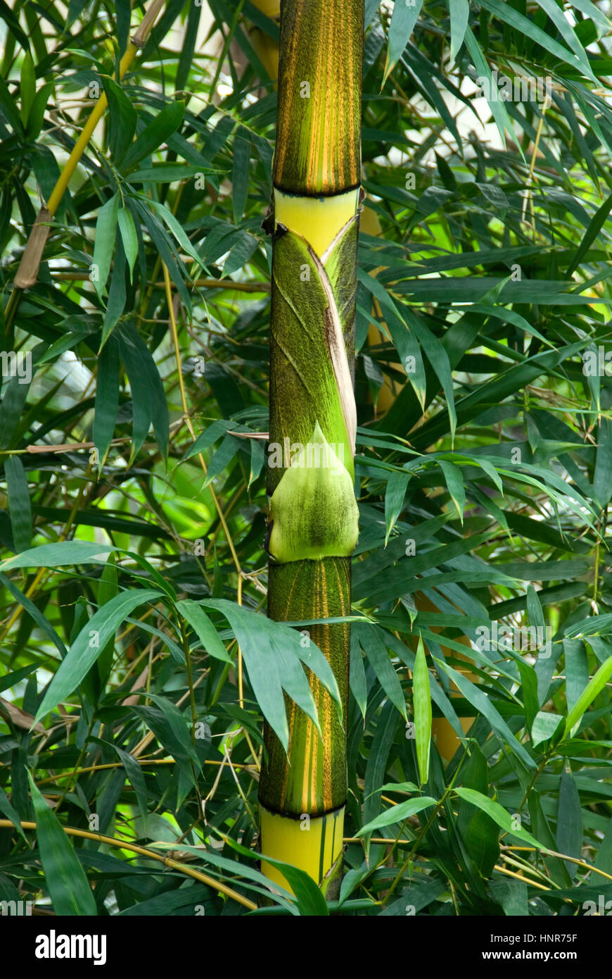 cactus dudelange Organ Pipe Cactus