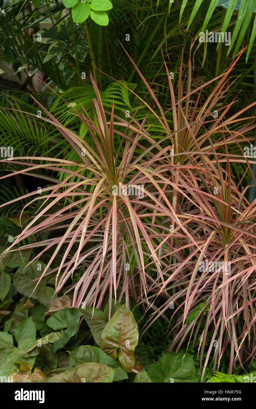 DRACENA marginata Stockfoto