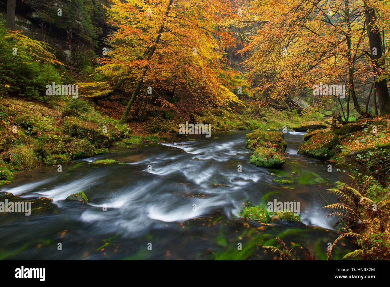 Kamnitz Schlucht / Soutěsky Kamenice in der Böhmischen Schweiz im Herbst, Region Ústí Nad Labem / Straße Region, Tschechische Republik Stockfoto