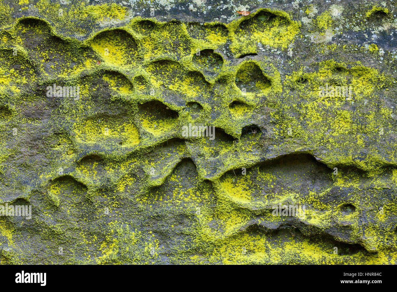Schwefel Staub Flechten / grünlichen Gold Staub Flechten (Chrysothrix Chlorina) auf Sandsteinfelsen Stockfoto