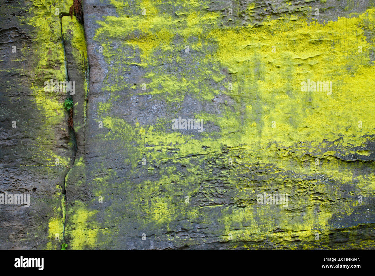 Schwefel Staub Flechten / grünlichen Gold Staub Flechten (Chrysothrix Chlorina) auf Sandsteinfelsen Stockfoto