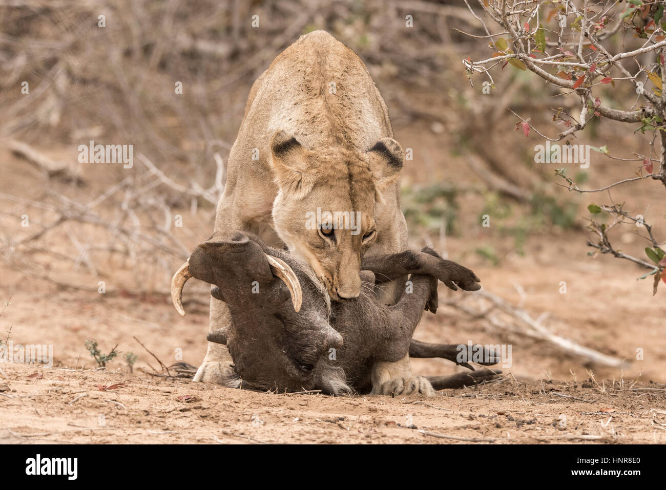 Südafrika - Löwe tötet ein Warzenschwein Stockfoto