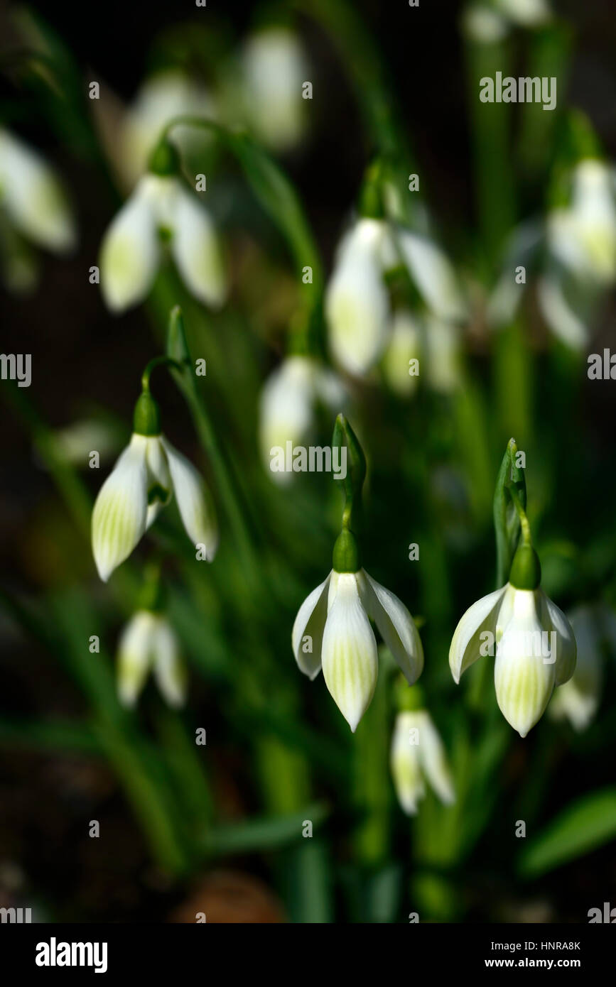 galanthus Cowhouse grün, Schneeglöckchen, Schneeglöckchen, Frühling, Blume, Blumen, Blüte, ummauerten Garten, RM Floral Stockfoto