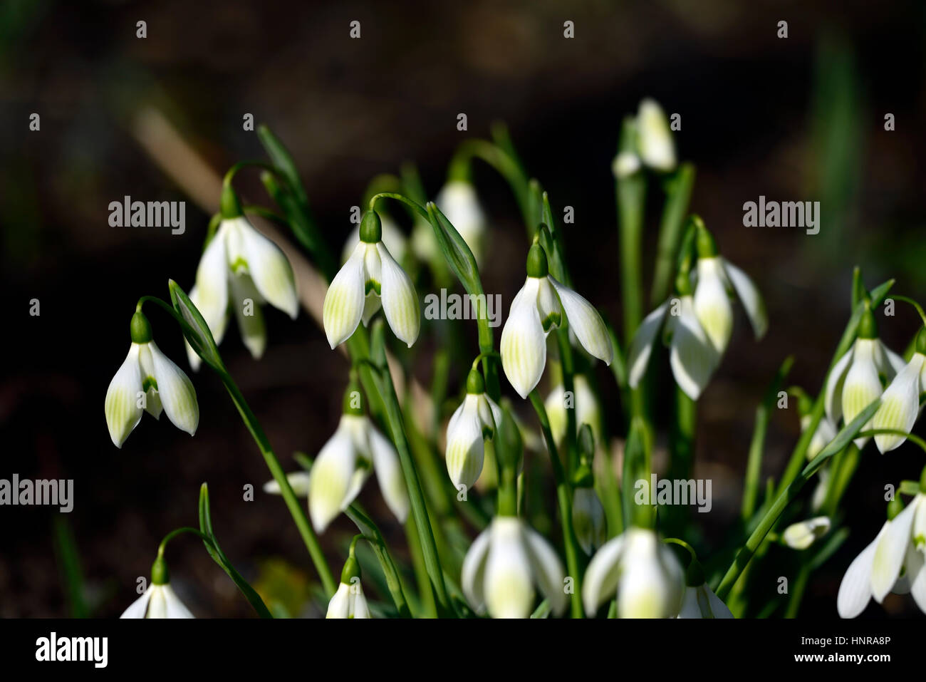 galanthus Cowhouse grün, Schneeglöckchen, Schneeglöckchen, Frühling, Blume, Blumen, Blüte, ummauerten Garten, RM Floral Stockfoto