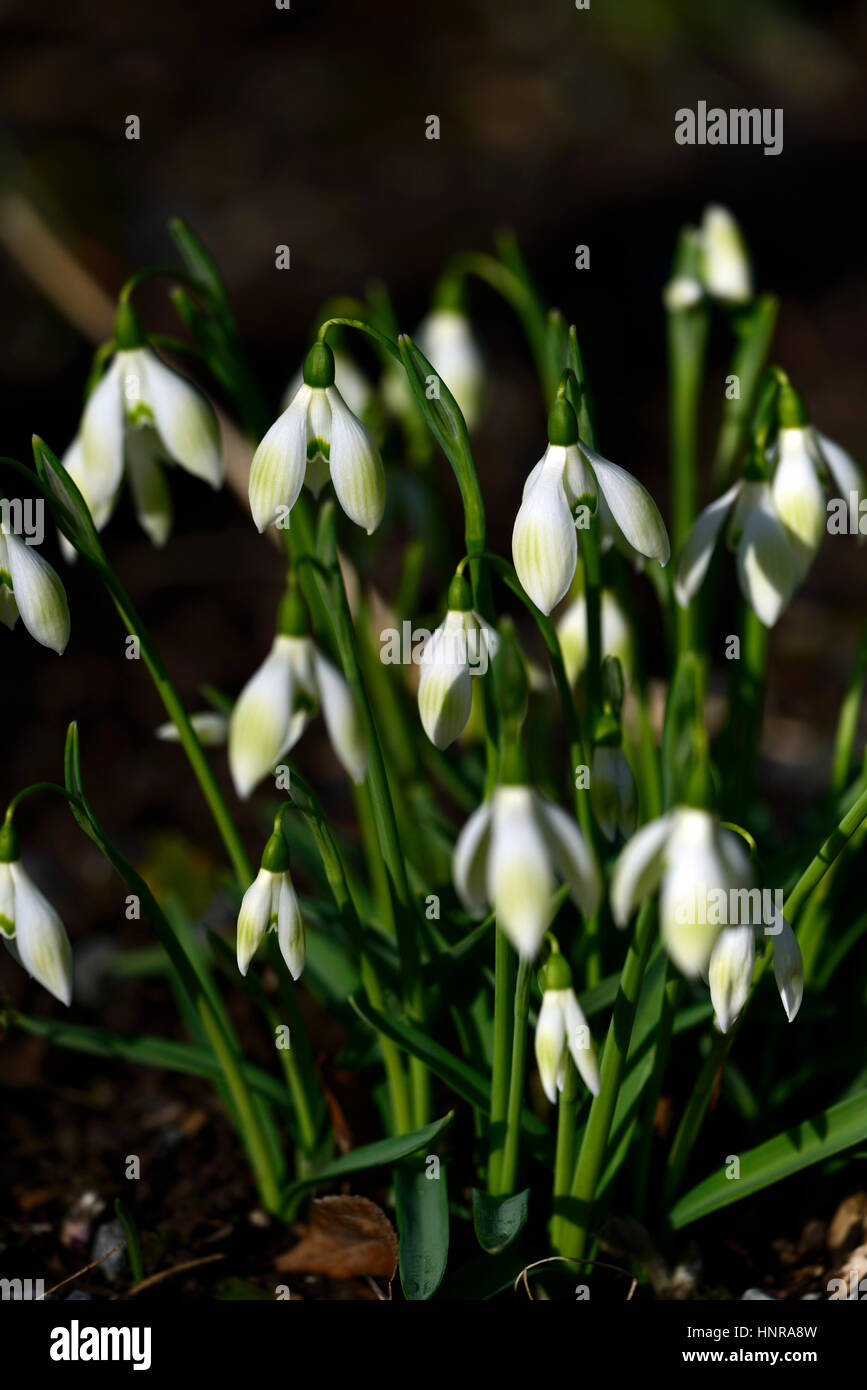galanthus Cowhouse grün, Schneeglöckchen, Schneeglöckchen, Frühling, Blume, Blumen, Blüte, ummauerten Garten, RM Floral Stockfoto