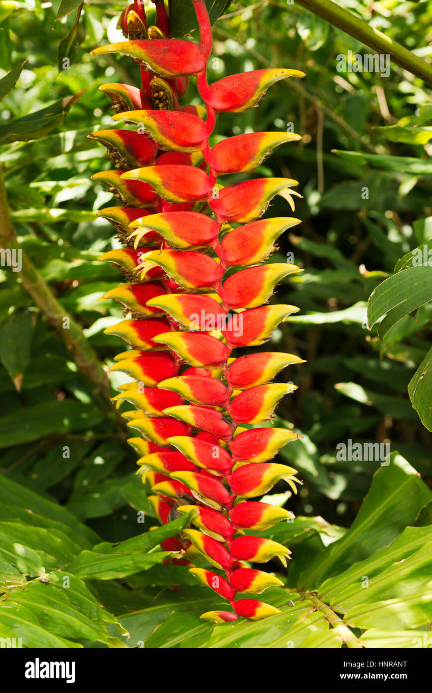 Rot Heliconia Blume in natürlicher Umgebung, Brasilien Stockfoto