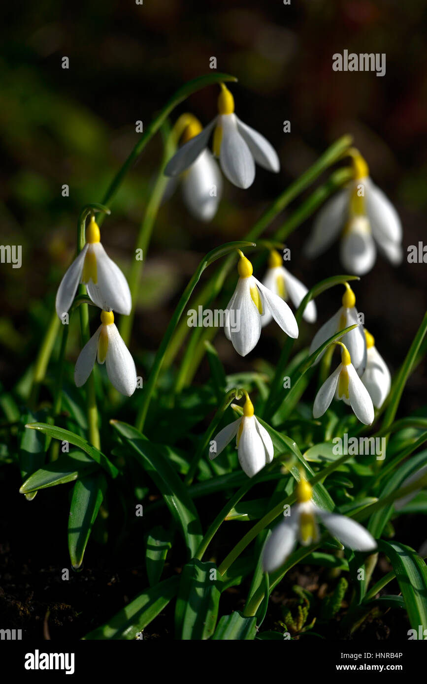 galanthus wendy's Gold, gelb, Schneeglöckchen, Schneeglöckchen, Frühling, Blume, Blumen, Blüte, ummauerter Garten, RM Floral Stockfoto