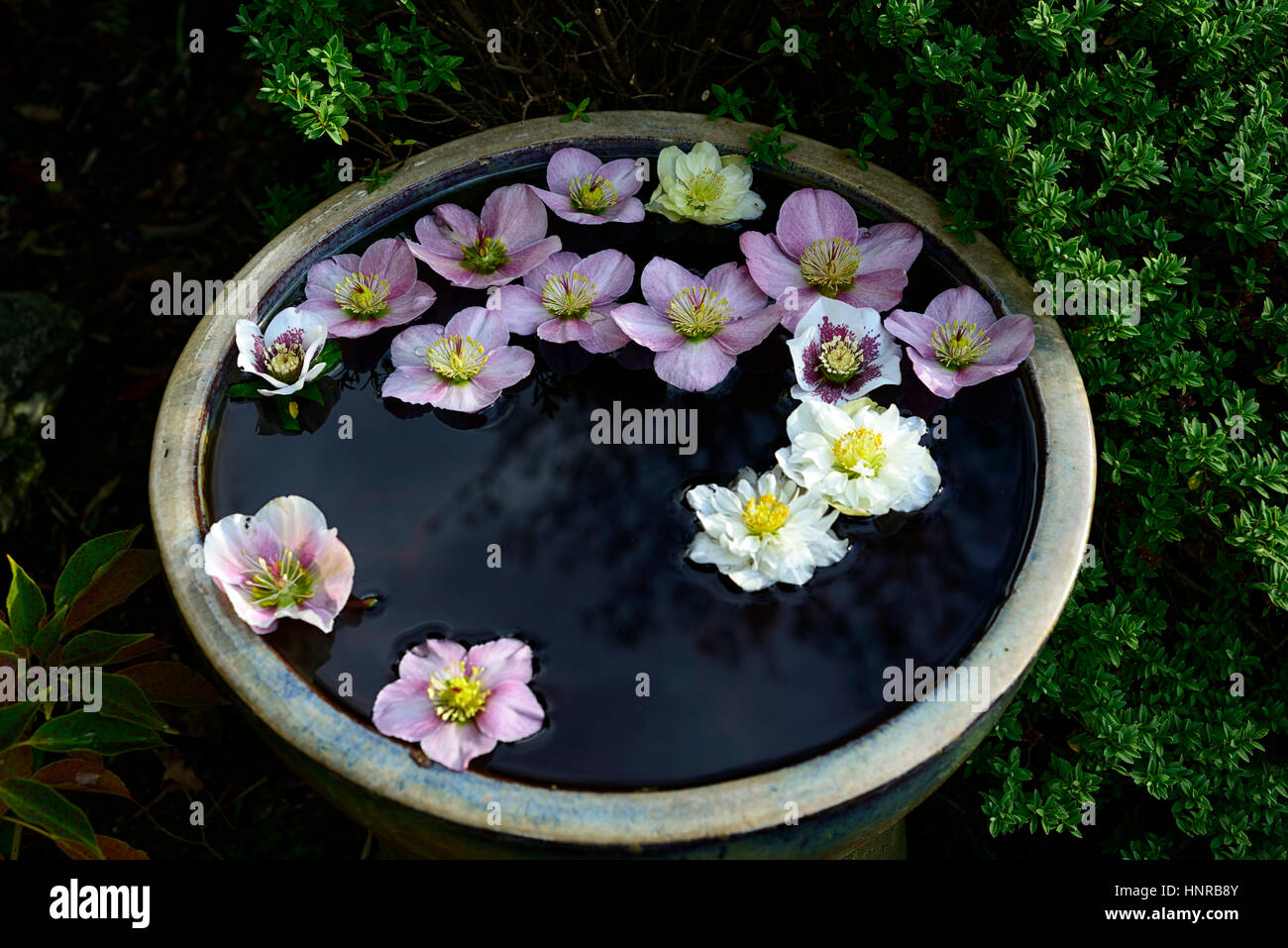 Nieswurz, Helleborus, Mix, gemischt, Blume, Blumen, Blüte, Float, floating, Schüssel, Container, Zierpflanze, Wasser, Display, Displays, Garten, Gardeni Stockfoto