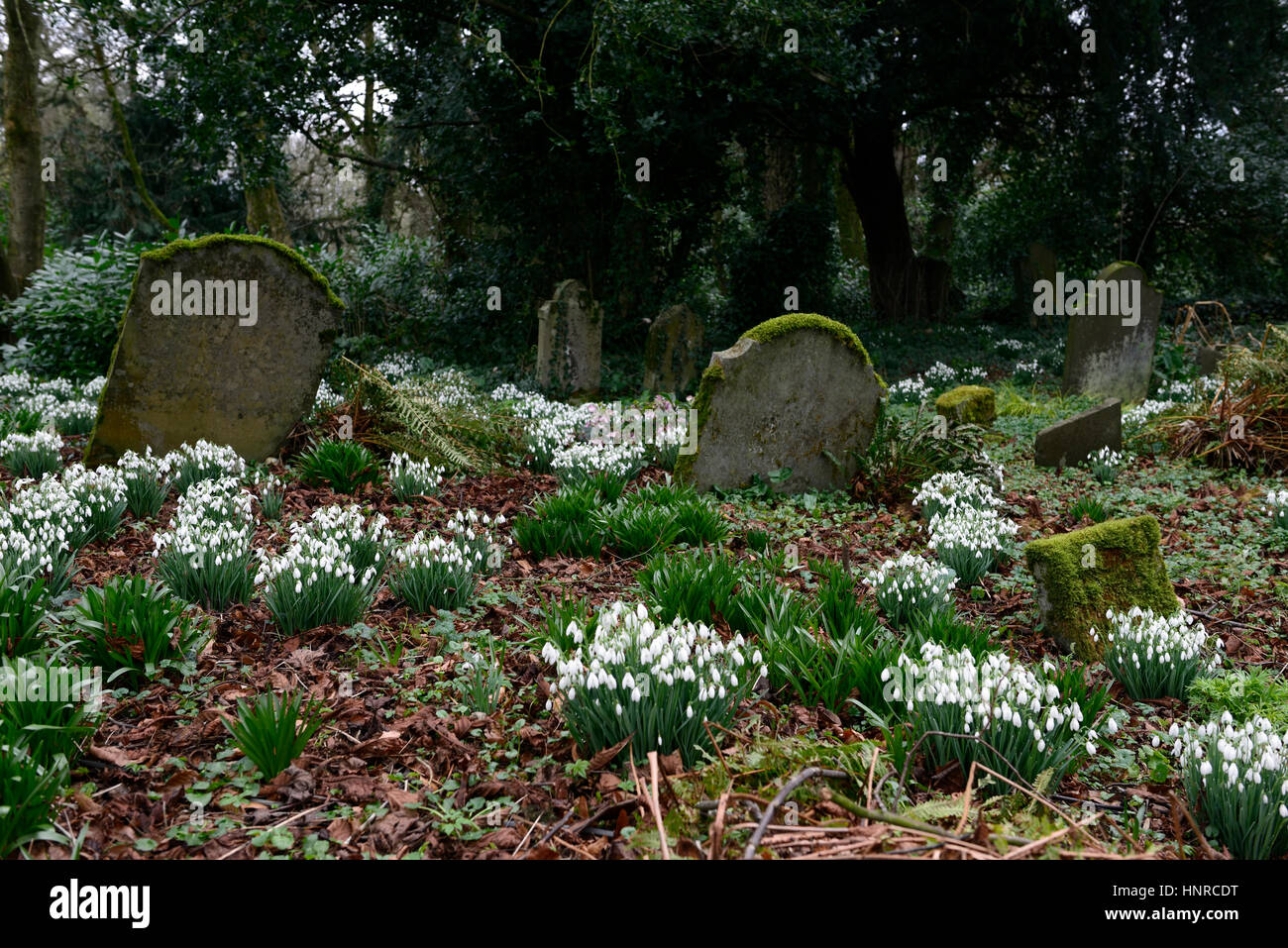 Galanthus Nivalis, Schneeglöckchen, Schneeglöckchen, Frühling, Grab, Gräber, Grabstein, Grabsteine, Friedhof, Blume, Blumen, Blüte, Leben, Tod, Friedhof, Stockfoto