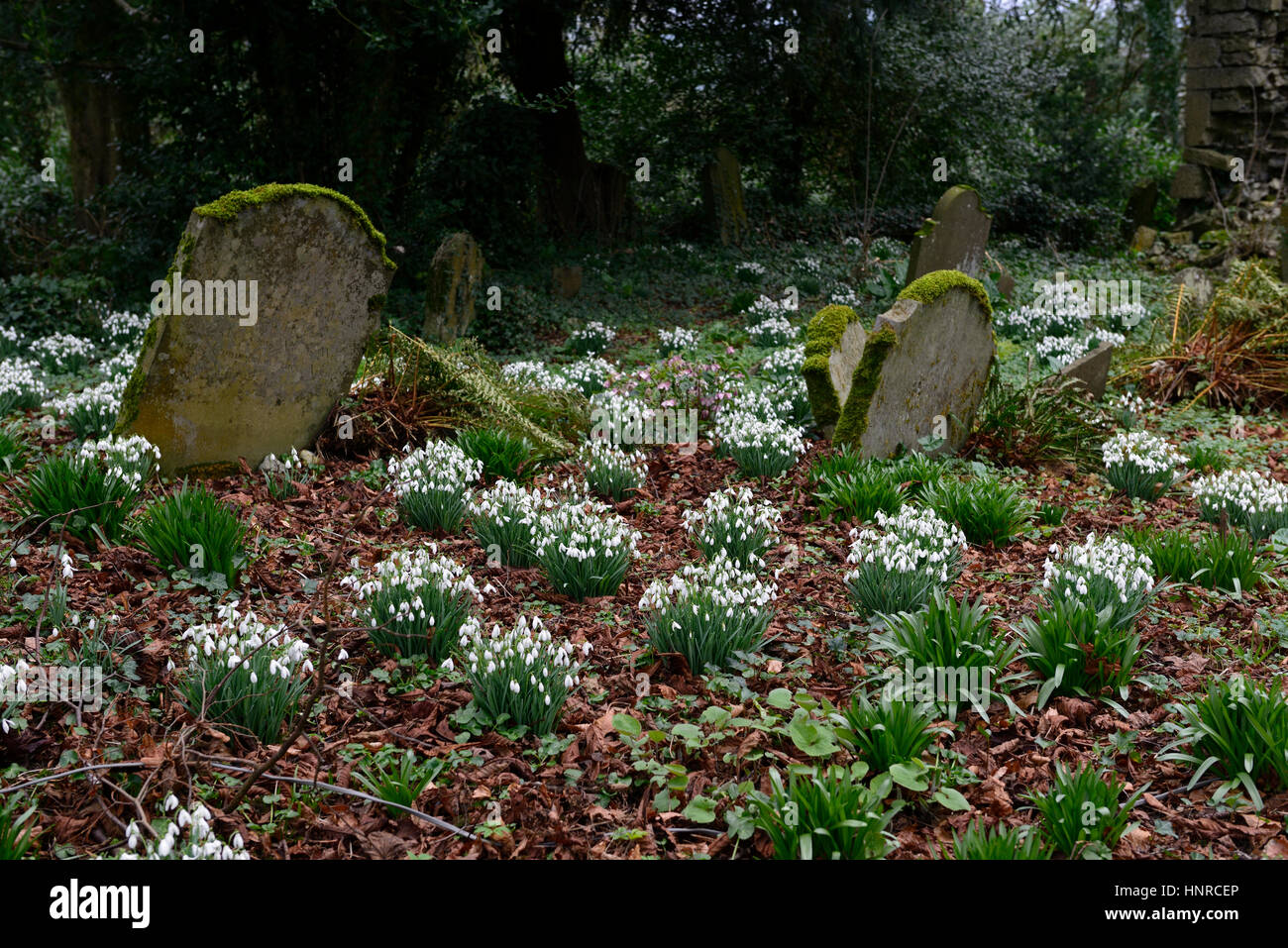 Galanthus Nivalis, Schneeglöckchen, Schneeglöckchen, Frühling, Grab, Gräber, Grabstein, Grabsteine, Friedhof, Blume, Blumen, Blüte, Leben, Tod, Friedhof, Stockfoto