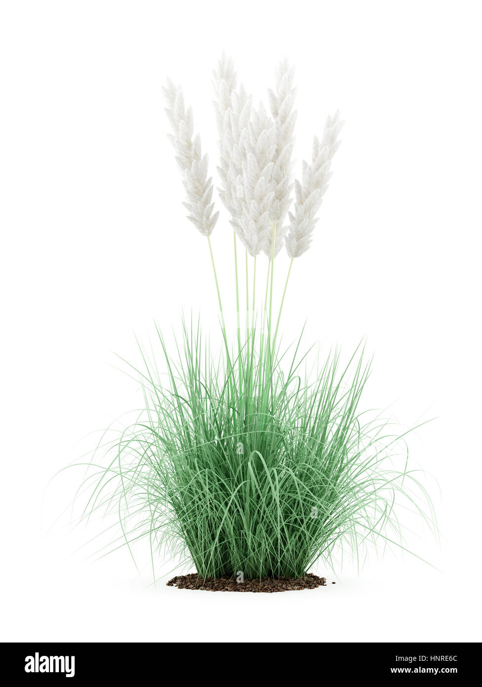Ziergras Pflanze isoliert auf weißem Hintergrund. 3D illustration Stockfoto