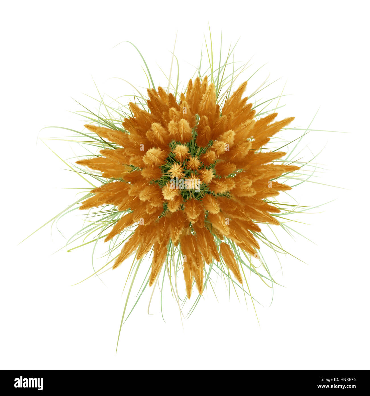Draufsicht des Ziergras Pflanze isoliert auf weißem Hintergrund. 3D illustration Stockfoto