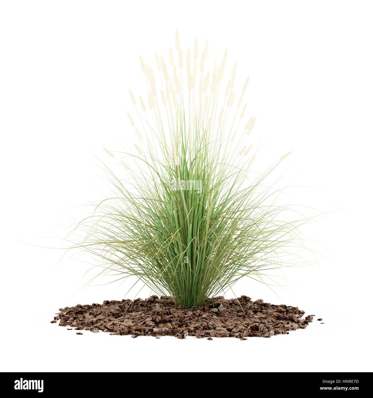 Ziergras Pflanze isoliert auf weißem Hintergrund. 3D illustration Stockfoto