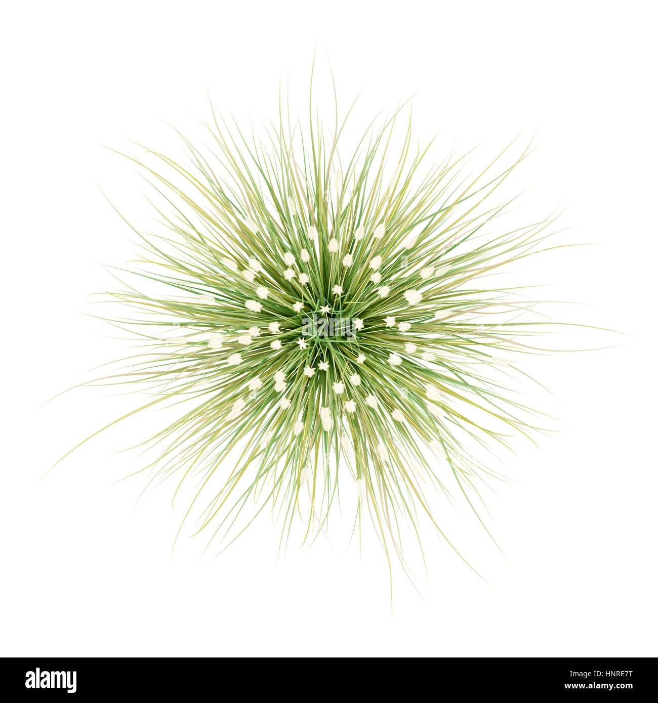 Draufsicht des Ziergras Pflanze isoliert auf weißem Hintergrund. 3D illustration Stockfoto