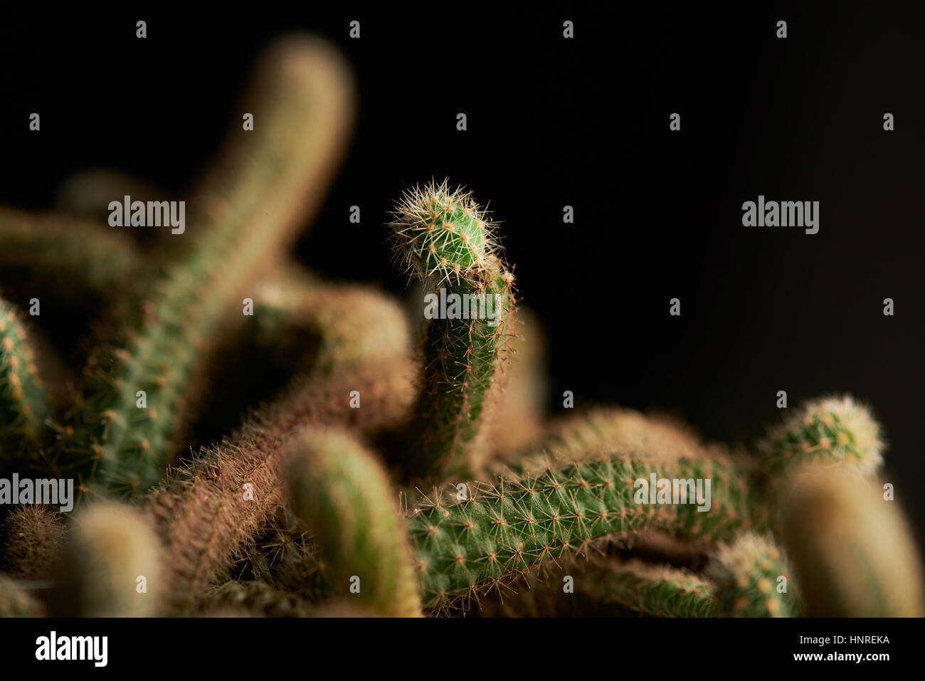 Grüner Kaktus Nahaufnahme isoliert auf schwarzem Hintergrund Stockfoto