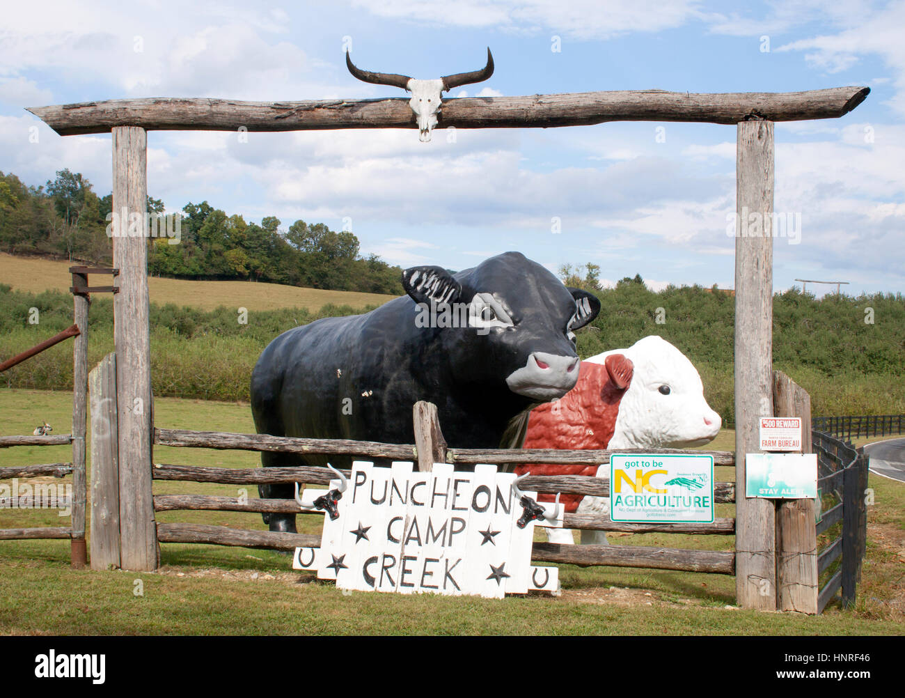 Zwei große Kühe an Puncheon Camp Creek Rinderfarm in North Carolina Edneyville Stockfoto