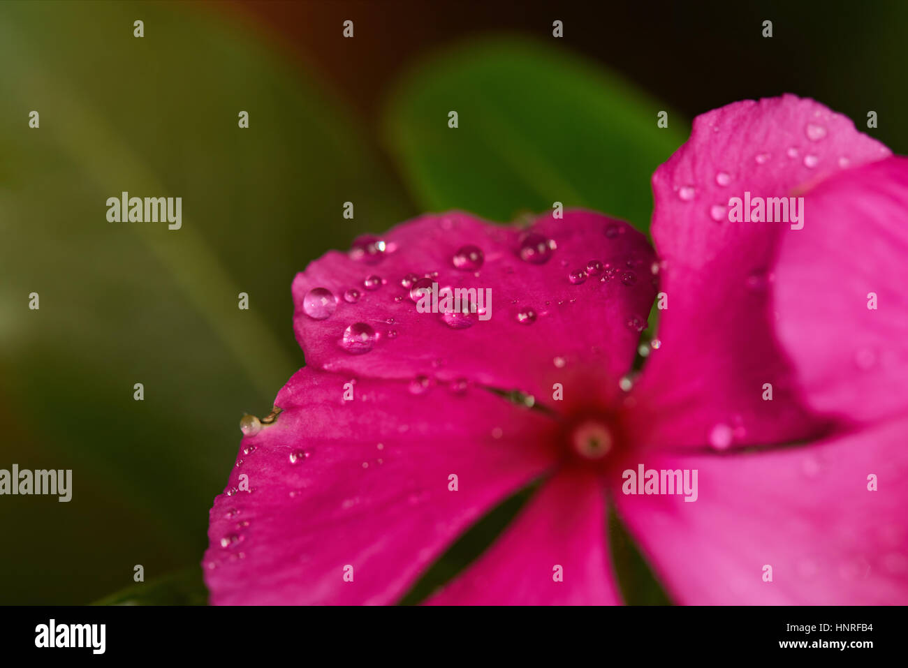 Wassertropfen auf Blume nach Regen hautnah Stockfoto