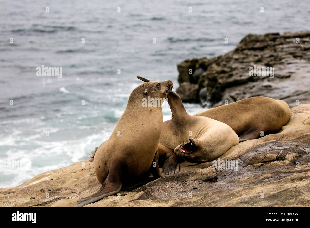 Seelöwen Aalen und Geselligkeit in La Jolla Cove, Kalifornien, USA Stockfoto