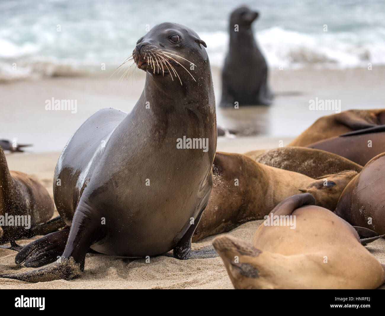 Seelöwen Aalen und Geselligkeit in La Jolla Cove, Kalifornien, USA Stockfoto