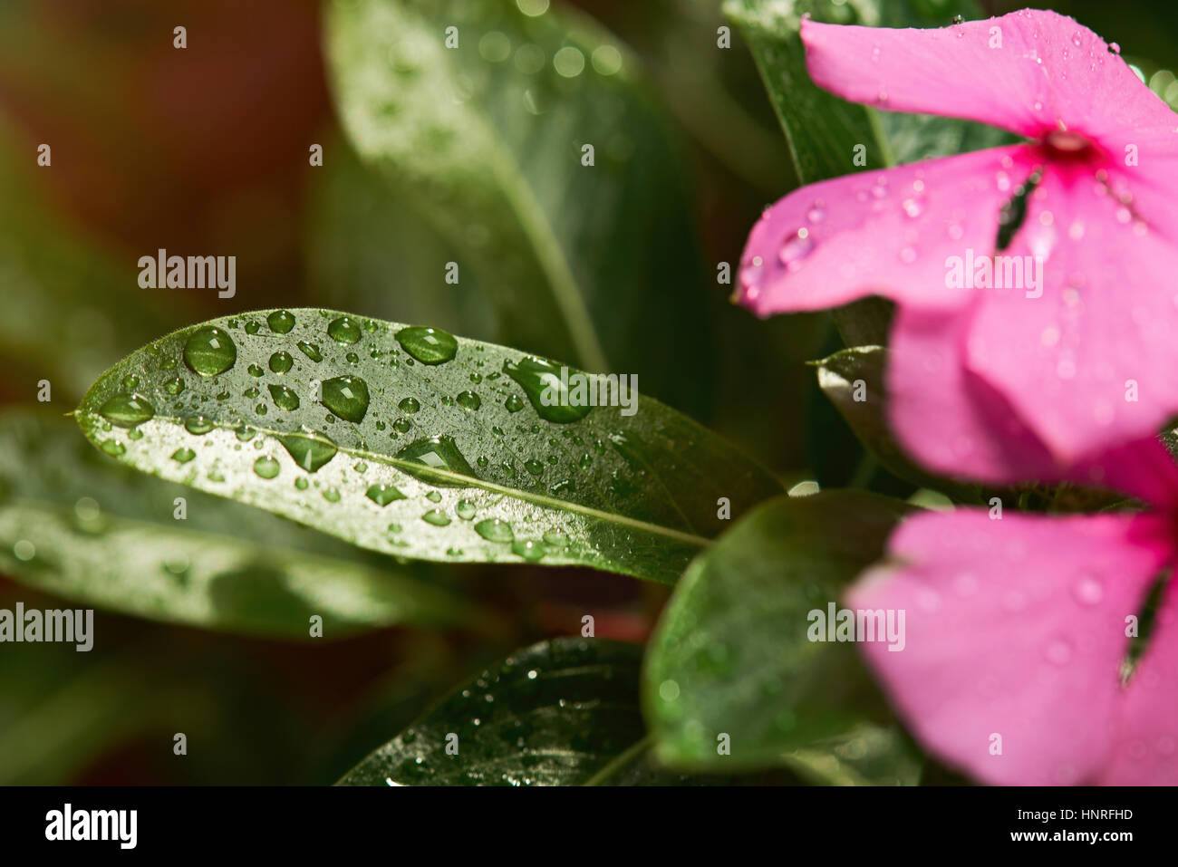 Wassertropfen auf grünes Blatt hautnah auf Sonnenlicht Stockfoto