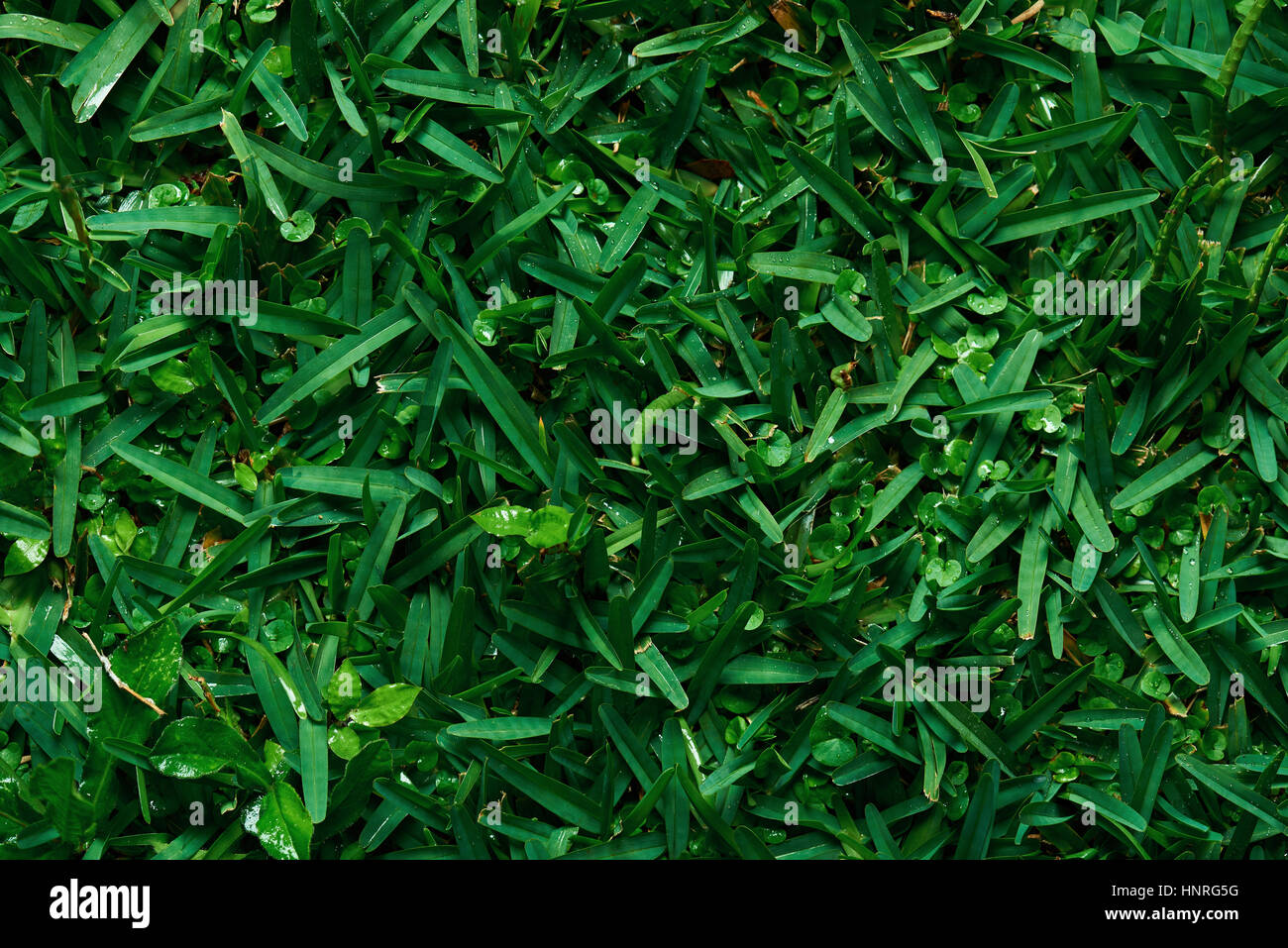 Grüne frische Rasen Hintergrund mit Tau Wasser Ansicht oben Stockfoto